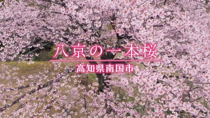 【写真家必見】一本桜に込められた想い/八京の一本桜・桜に恋した男性の物語