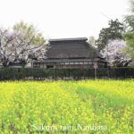 彩の国 桜咲く春 雨が降る 難波田城公園