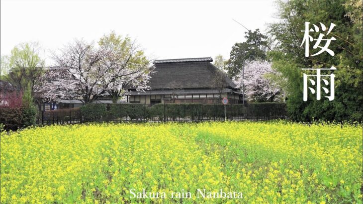 彩の国 桜咲く春 雨が降る 難波田城公園