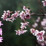 【風景動画】雨中の啓翁桜（ケイオウザクラ）