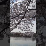 奈良: また見たい風景 高田千本桜