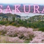 【桜ドローン映像】熊本/天草維和桜・花公園