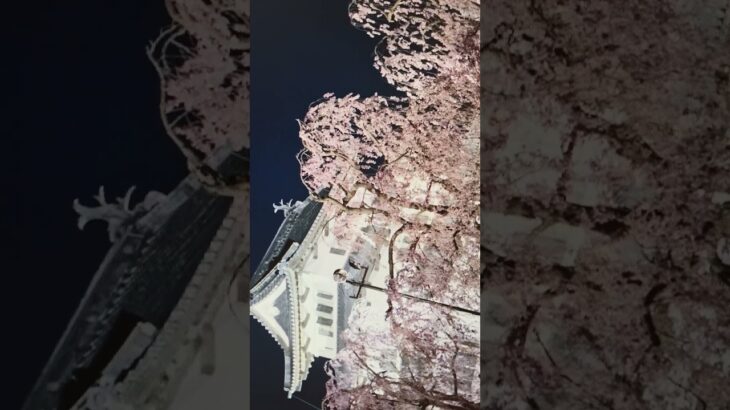 春桜風景