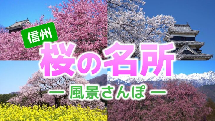 【自然風景】信州桜の名所を風景さんぽ　上田城跡公園・弘法山古墳・松代城址・松本城・高遠城址公園・小川村・高山村・千曲川堤防桜堤の８か所をまとめた映像