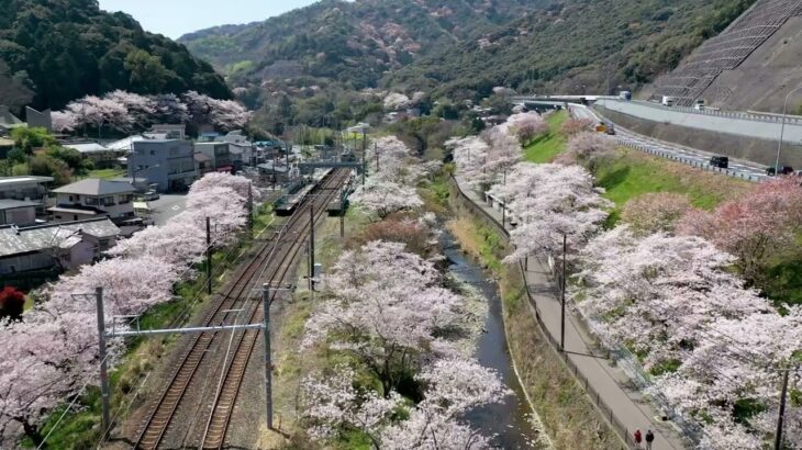 桜ドローン映像（大阪府阪南市山中渓）