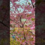 桜の花びら散る度に❣️ #vr #anime #music #桜 #雪と桜🌸🌸❄️