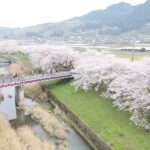 吉井・流川の桜並木　2024