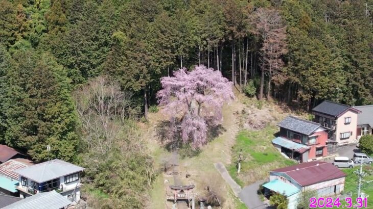 ときがわ町【日枝神社・しだれ桜】ドローン撮影（2024 3 31）撮影