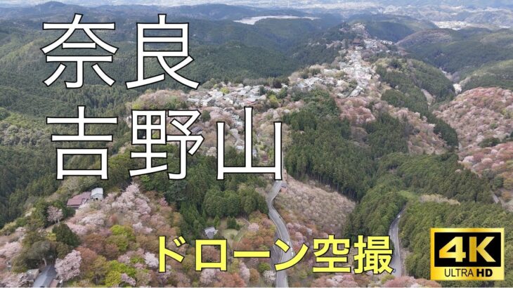 吉野山・春爛漫　日本一桜の名所　2024春　ドローン撮影
