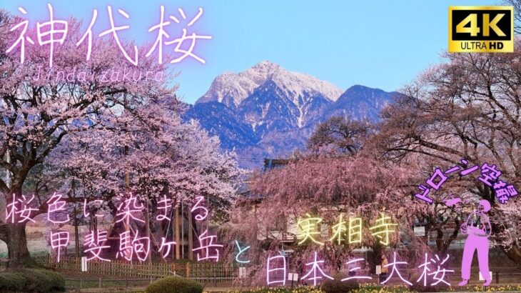 神代桜(日本三大桜) ~実相寺~2024年 桜色に染まる甲斐駒ヶ岳 と神代桜 ドローン空撮 [4K]