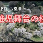 ドローン空撮　稚児舞台の桜(2024)