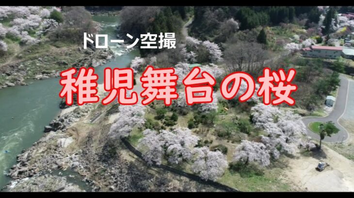 ドローン空撮　稚児舞台の桜(2024)