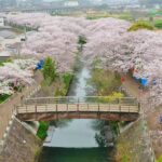 2024年海老川の桜をドローン空撮
