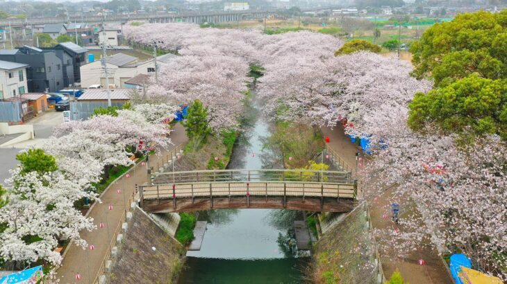 2024年海老川の桜をドローン空撮
