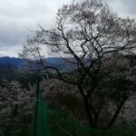 吉野の桜🌸の風景　2024