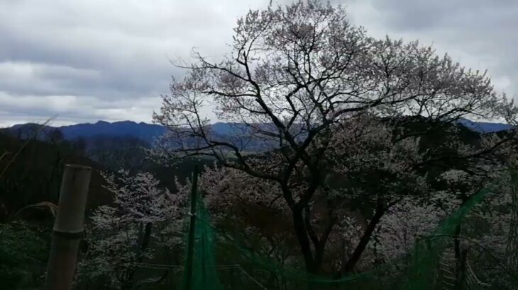 吉野の桜🌸の風景　2024