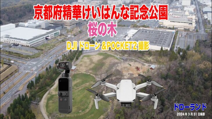 京都精華町けいはんな記念公園 桜開花2024年 ドローン空撮 DJIPOCKET2動画撮影  4K #京都精華町けいはんな記念公園 #桜開花2024年#ドローン空撮 #DJIPOCKET2 #動画撮影