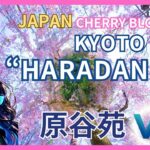 2024 Japan Kyoto Cherry Blossoms – Haradanien  Sakura – 6K VR Relaxation