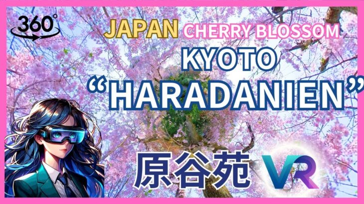 2024 Japan Kyoto Cherry Blossoms – Haradanien  Sakura – 6K VR Relaxation