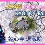 2024 Japan Kyoto Cherry Blossoms – Taizo-in Benishidare Sakura – 6K VR Relaxation