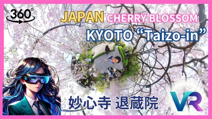 2024 Japan Kyoto Cherry Blossoms – Taizo-in Benishidare Sakura – 6K VR Relaxation