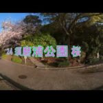 2024須磨浦公園 桜VR
