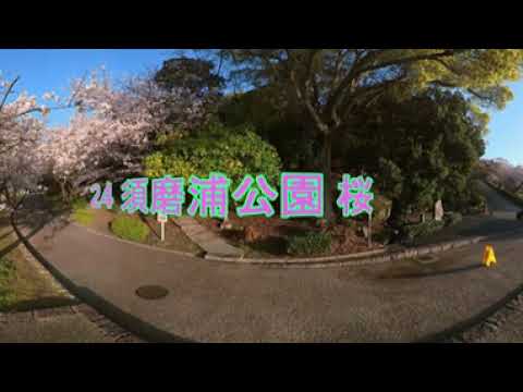 2024須磨浦公園 桜VR