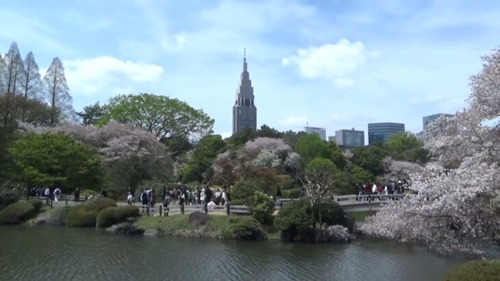 【新宿御苑散策】🌸桜風景　★2024.4.11★