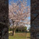 【つくばの風景】202404 中央公園の桜