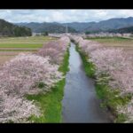 【2024お花見】1km以上にわたる岐阜県山県市のサイクリングロードの桜並木をドローン空撮！Mavic3