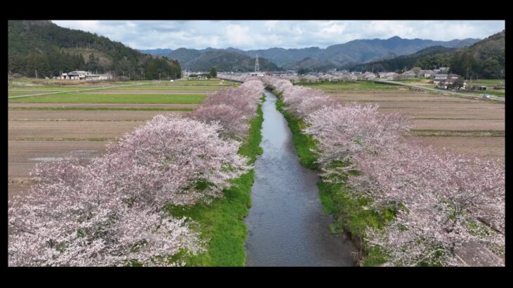 【2024お花見】1km以上にわたる岐阜県山県市のサイクリングロードの桜並木をドローン空撮！Mavic3