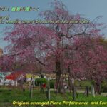 【風景と自然】しだれ桜に群がるメジロ 2024年3月31日[Landscape and nature]White-eye flocking to weeping cherry blossoms