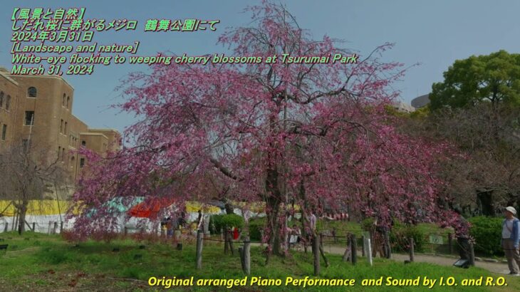 【風景と自然】しだれ桜に群がるメジロ 2024年3月31日[Landscape and nature]White-eye flocking to weeping cherry blossoms