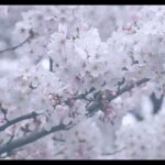 2024年4月 桜（奈良県）/SONY α7SIII、CANON EF70-200mm F2.8L IS III USM、CANON EXTENDER EF2×III／Kenko ノスタルトーンブルー