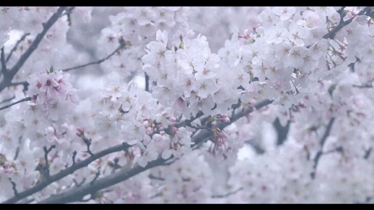 2024年4月 桜（奈良県）/SONY α7SIII、CANON EF70-200mm F2.8L IS III USM、CANON EXTENDER EF2×III／Kenko ノスタルトーンブルー