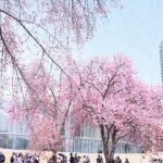 東京都新宿区　新宿御苑　桜（2024年4月1日）