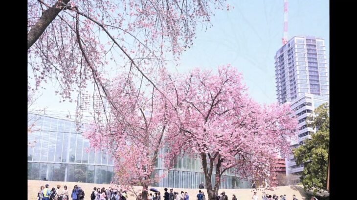 東京都新宿区　新宿御苑　桜（2024年4月1日）