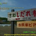 【風景と自然】木根しだれ桃園 しだれ桜 串原町木根 恵那市 岐阜県 2024年4月14日　Kine Weeping Peach Orchard Weeping peach