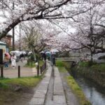 24年4月3日 雨降る桜風景と京都を歩く 法然院,哲学の道,銀閣寺 Walk around Kyoto city,Japan vlog