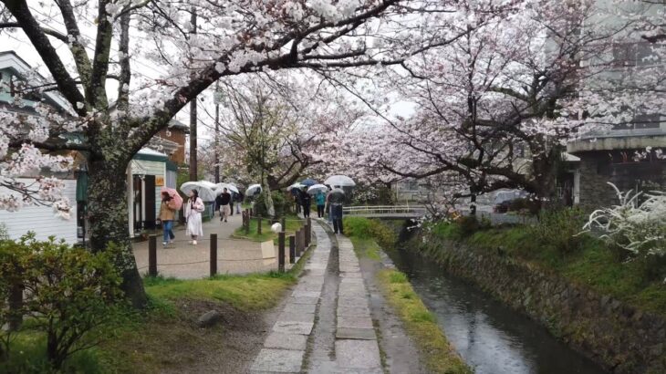 24年4月3日 雨降る桜風景と京都を歩く 法然院,哲学の道,銀閣寺 Walk around Kyoto city,Japan vlog