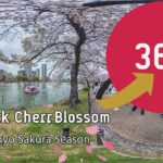 360度 VR 動画 【上野公園の桜のお花見スポット 2024】- 360 Video Ueno Park’s Cherry Blossom Spots 2024 – Japan Trip