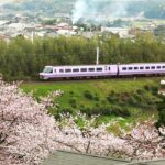 【鉄道のある風景】桜咲いたか381 (4-Apr-2024)