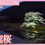 岐阜・神龍桜～名木の二世も育って40年【JNN sakuraドローンDIG 2024】