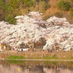 令和4年4月、800本の桜並木が満開を背景に夕暮れを楽しむ春の風景　2022