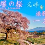 わに塚の桜 ドローン空撮[4K] 名峰を遠景に咲く、一本桜