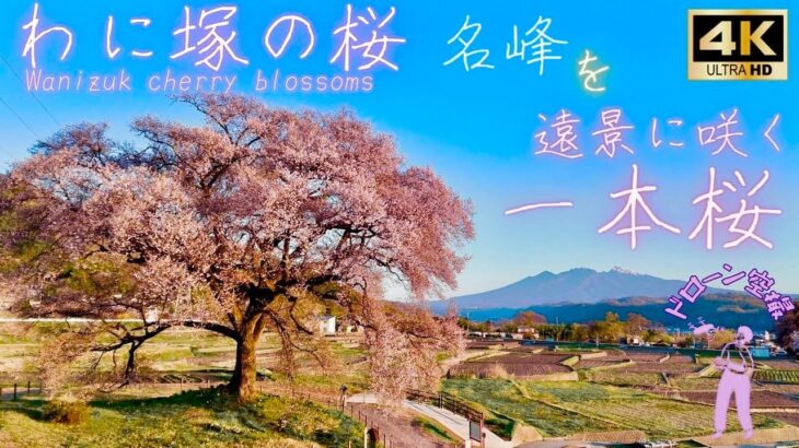 わに塚の桜 ドローン空撮[4K] 名峰を遠景に咲く、一本桜