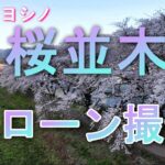 桜並木【ソメイヨシノ】ドローン撮影「河川敷花見」（⌘）4K　#桜並木 #ドローン #ソメイヨシノ