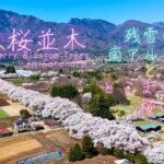 眞原桜並木 ドローン空撮 [4K] 残雪の南アルプスとどこまでも続く桜の道