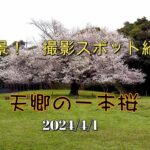 絶景・撮影スポット紹介　　天郷の一本桜 　　4K　+ドローン空撮