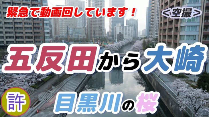 4K　花見に行けない人のための動画【ドローンで空撮】東京目黒川 五反田から大崎の桜【20240408】満開